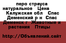 перо страуса натуральное › Цена ­ 100 - Калужская обл., Спас-Деменский р-н, Спас-Деменск г. Животные и растения » Птицы   